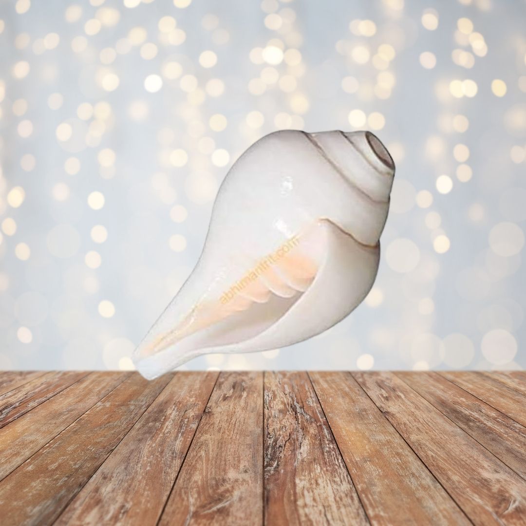 Sacred Shankh (Conch Shell) for Puja | Vamavarti Shankh for Daily Rituals | Auspicious Hindu Pooja Item for Home & Temple Use