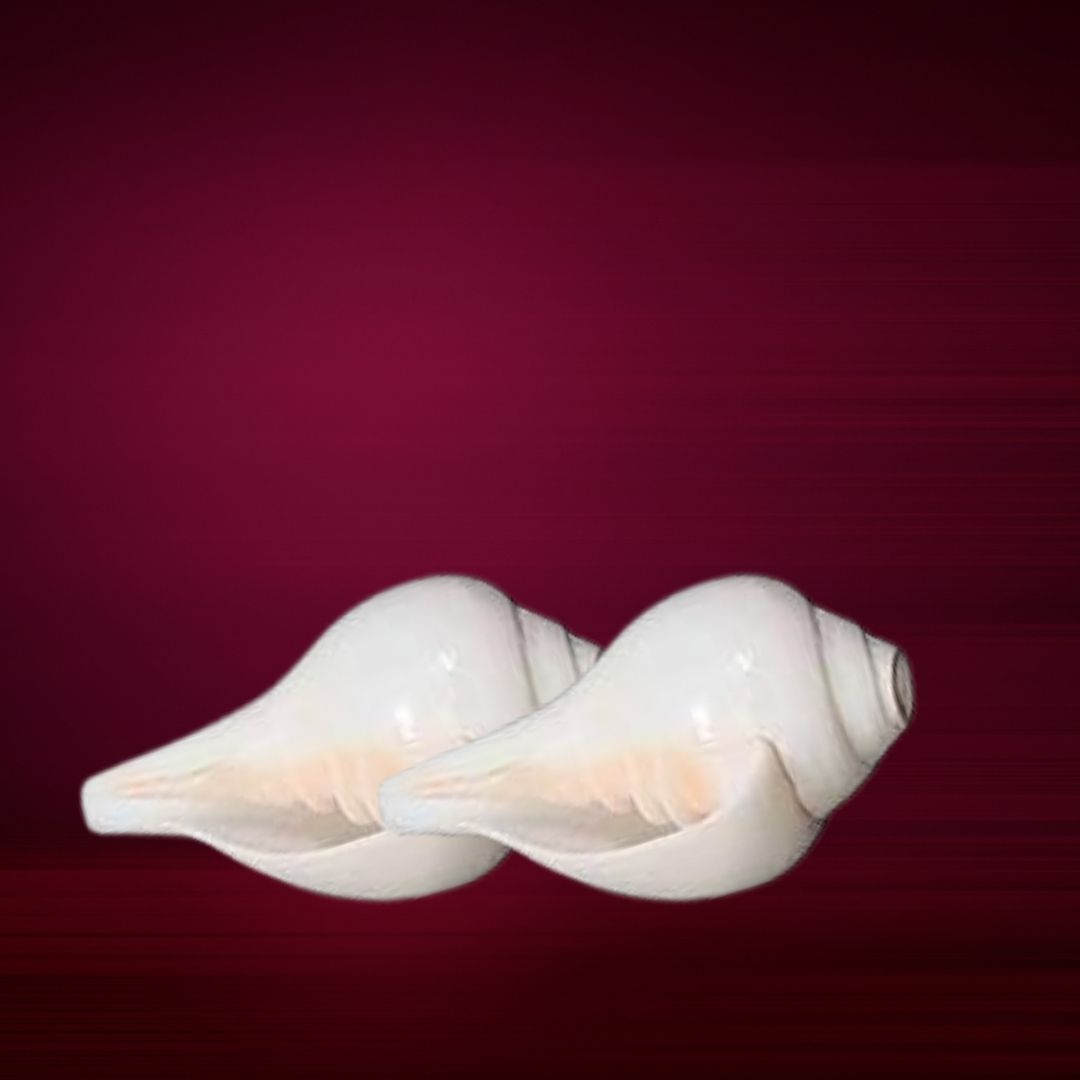 Sacred Shankh (Conch Shell) for Puja | Vamavarti Shankh for Daily Rituals | Auspicious Hindu Pooja Item for Home & Temple Use