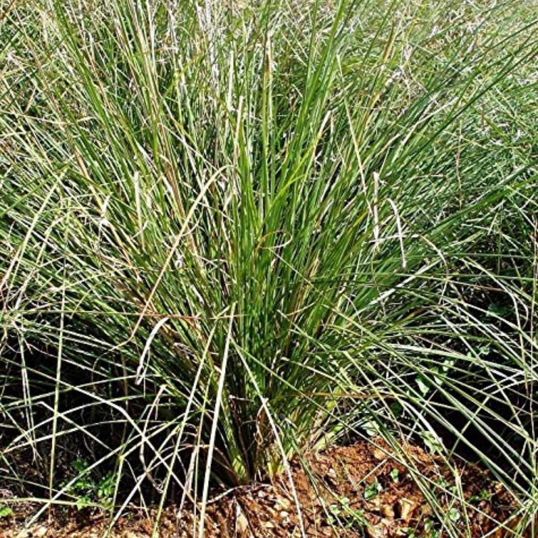 Kush Ghas Sacred Grass – Essential Puja Item for Hindu Rituals