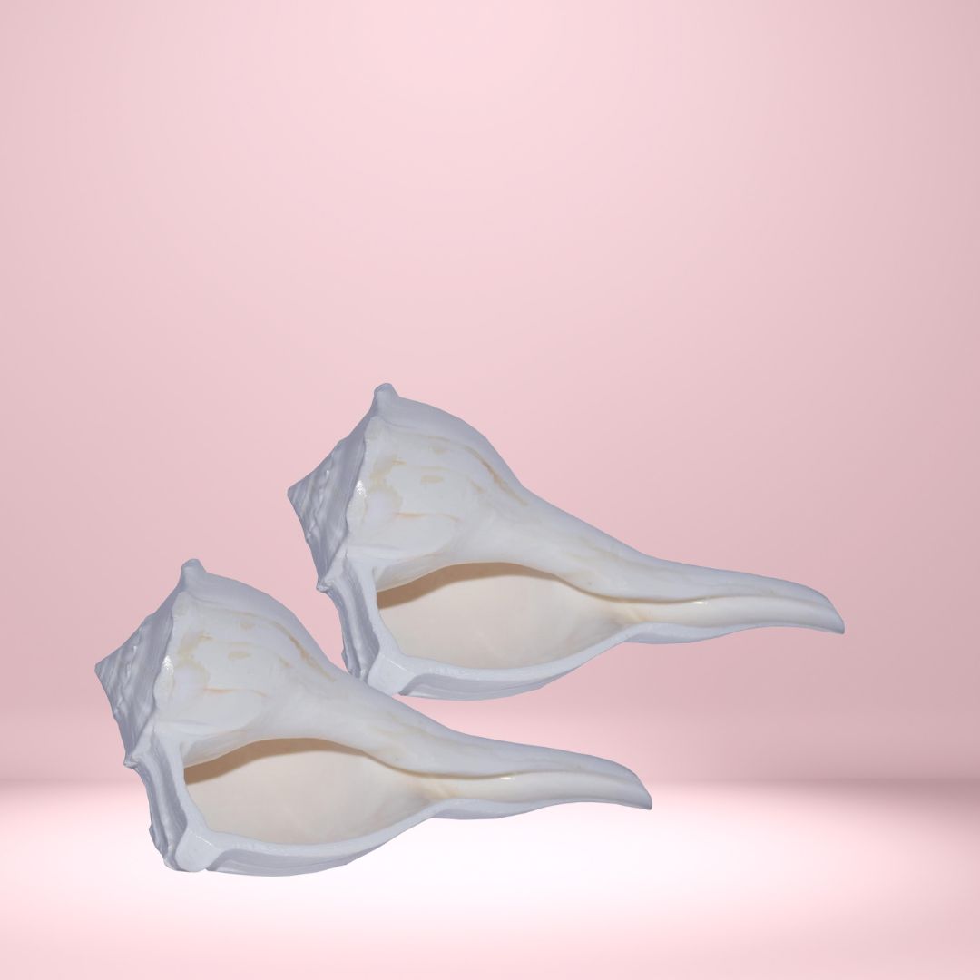 Shankh Dakshinavarti – Rare Sacred Conch Shell for Divine Blessings & Prosperity
