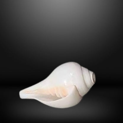 Sacred Shankh (Conch Shell) for Puja | Vamavarti Shankh for Daily Rituals | Auspicious Hindu Pooja Item for Home & Temple Use