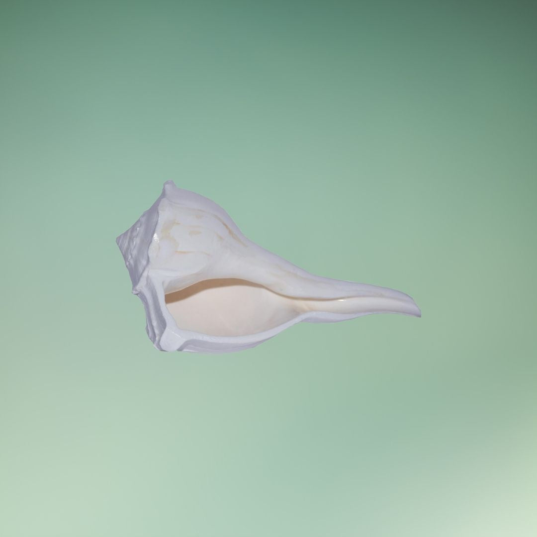 Shankh Dakshinavarti – Rare Sacred Conch Shell for Divine Blessings & Prosperity