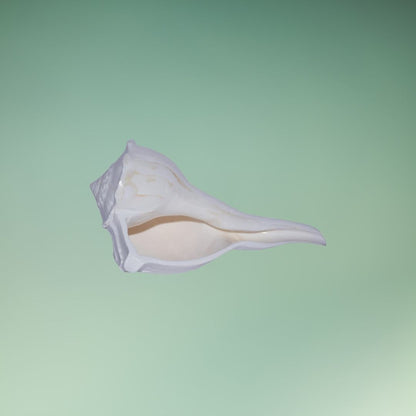 Shankh Dakshinavarti – Rare Sacred Conch Shell for Divine Blessings & Prosperity