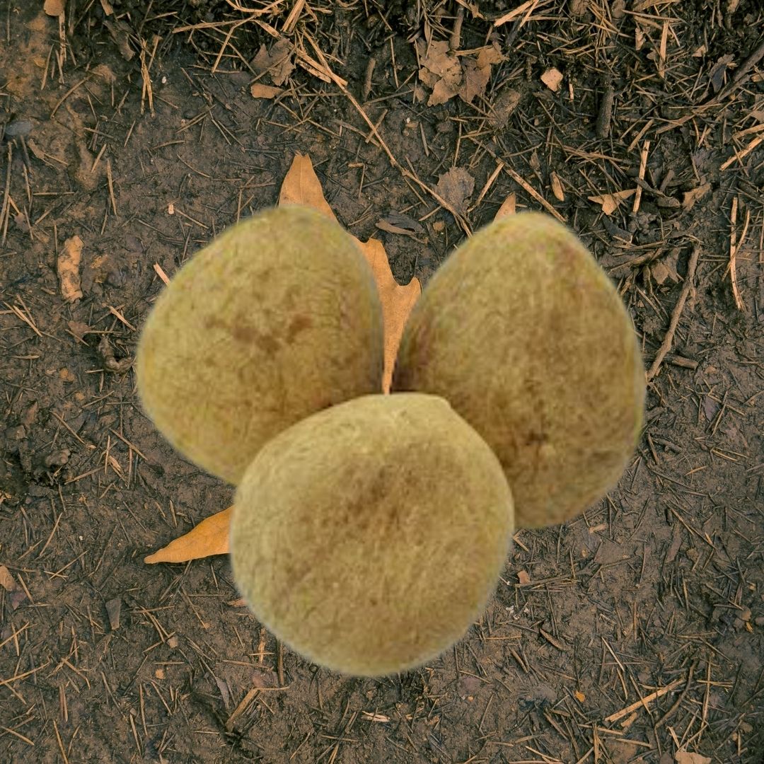 Gola Sabut – Sacred Whole Coconut for Pooja, Hindu Rituals & Spiritual Offerings