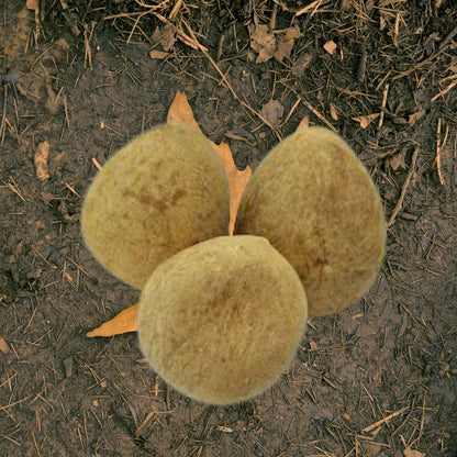 Gola Sabut – Sacred Whole Coconut for Pooja, Hindu Rituals & Spiritual Offerings