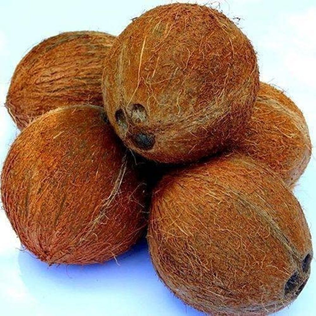 Nariyal Pani Wala – Sacred Coconut Vessel for Pooja, Hindu Rituals & Spiritual Offerings