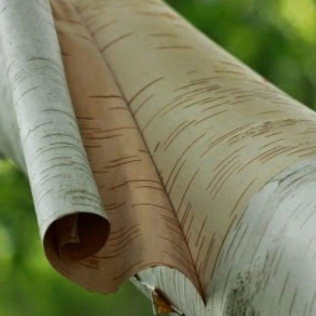 Bhojpatra Sheet – Sacred Birch Bark for Pooja, Hindu Rituals & Spiritual Writings