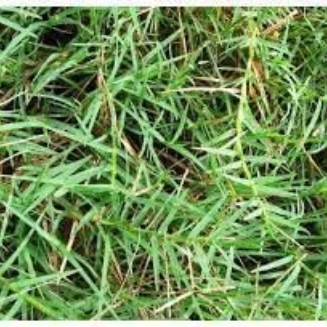 Dubh Ghas Sacred Grass – Essential Puja Item for Hindu Ceremonies