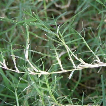 Dubh Ghas Sacred Grass – Essential Puja Item for Hindu Ceremonies