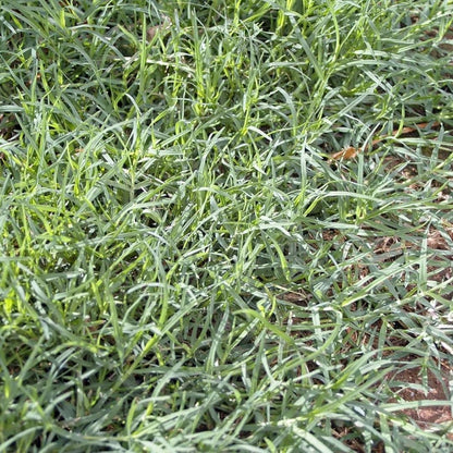 Kush Ghas Sacred Grass – Essential Puja Item for Hindu Rituals