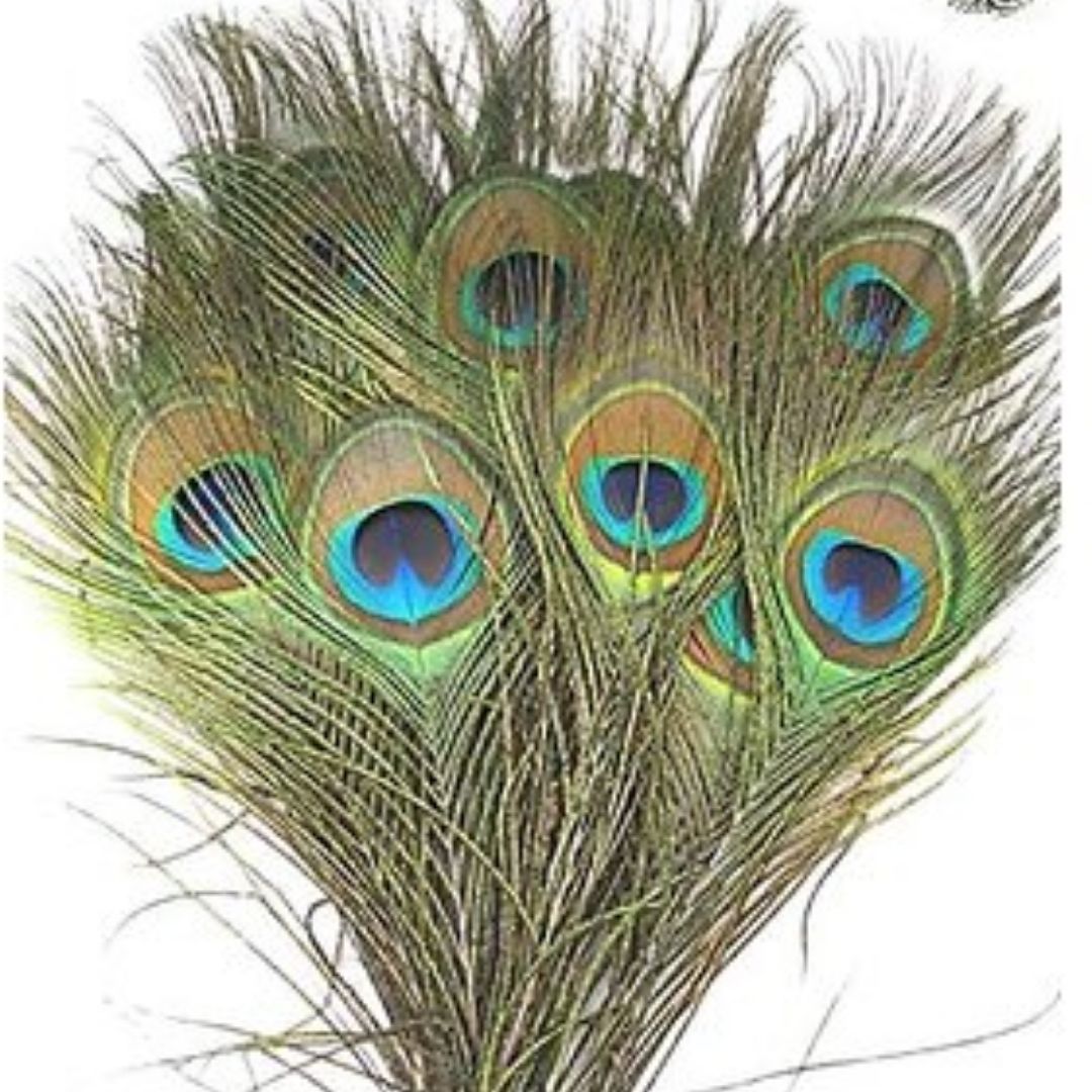 Morpankh Pankha – Sacred Peacock Fan for Divine Blessings