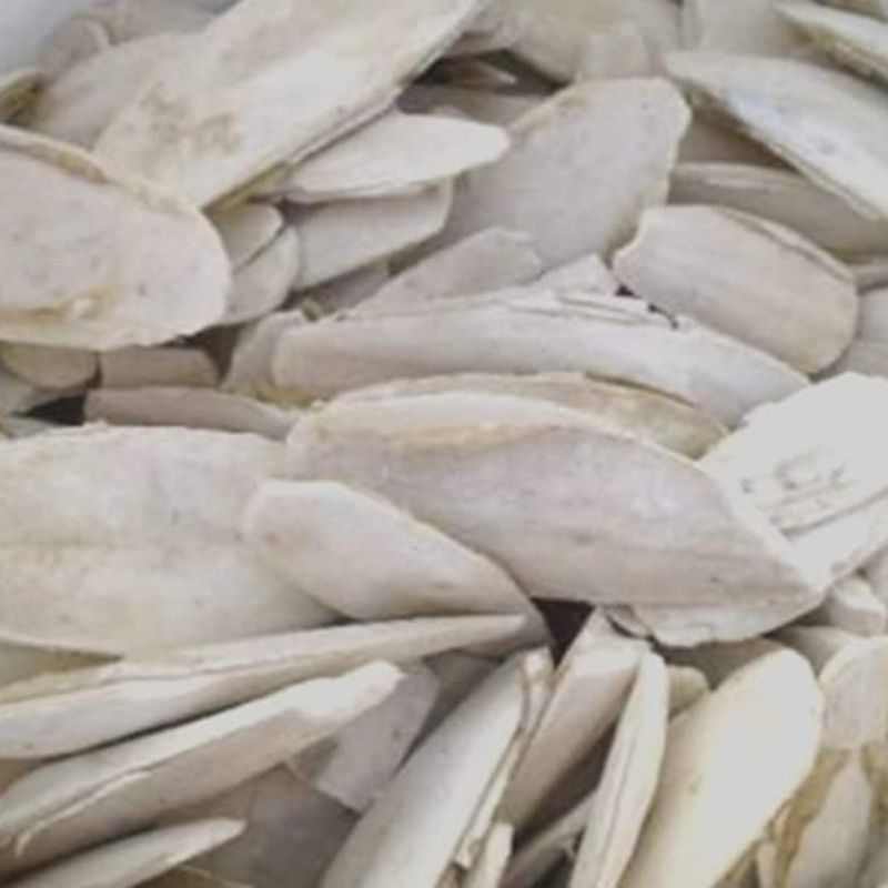 Samundri Jhag Sacred Conch Shell – Ritual Shankh for Lord Vishnu Worship, Energy Cleansing & Prosperity Blessings